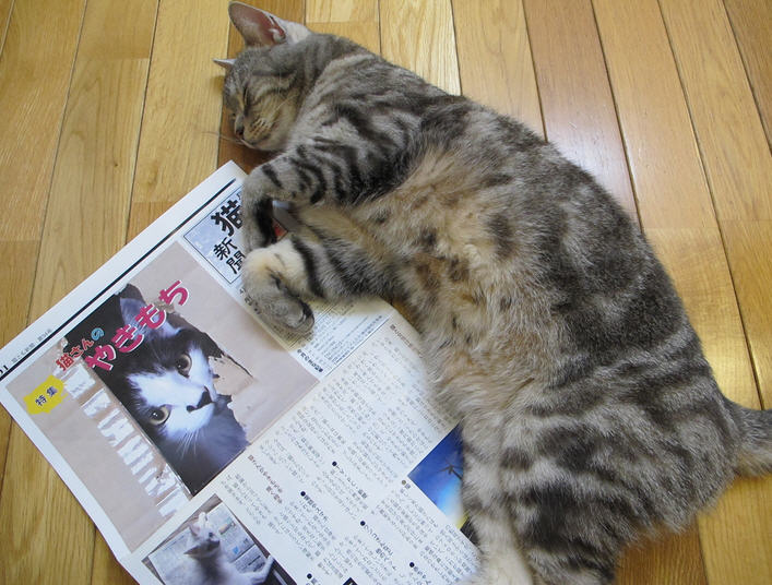 わがままな猫がかわいい ネコチャンと遊ぶコミュニティスポットnecocaferudy わがままな猫がかわいい ネコチャンと遊ぶコミュニティスポットnecocaferudy