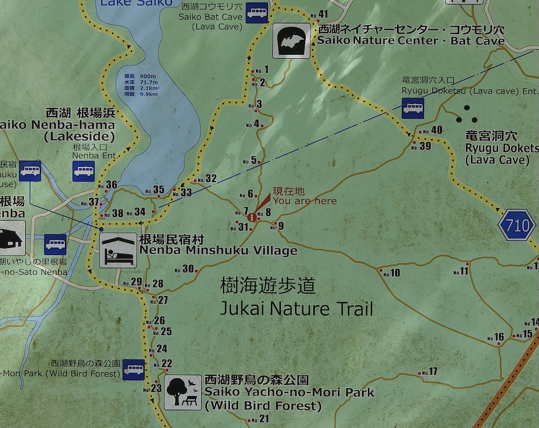 YAMANEKOハイキング　青木ヶ原樹海