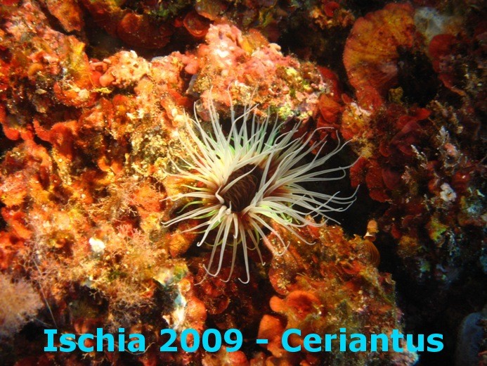 IC8/IZ0KRC - Underwater photo during holiday in Ischia '09