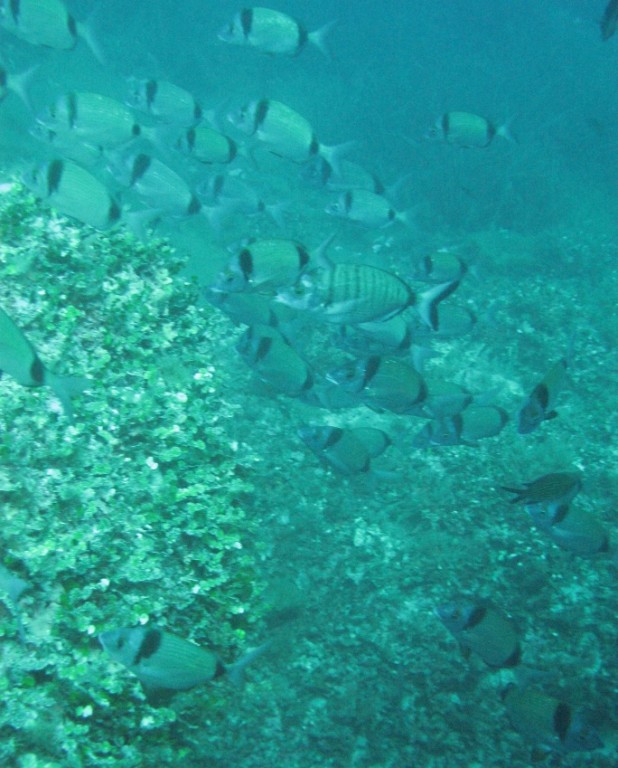 IC8/IZ0KRC - Diversi Saraghi in branco - Ischia '09 Underwater photo