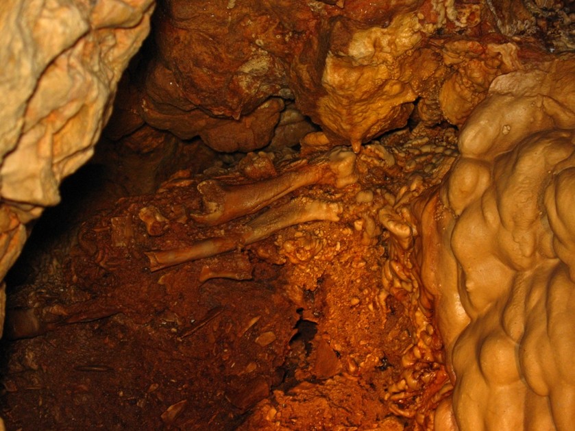 IS0/IZ0KRC  The cave of "Sardinian Cervus" fossil bonds
