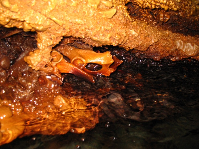 IS0/IZ0KRC  The cave of "Sardinian Cervus" fossil bonds