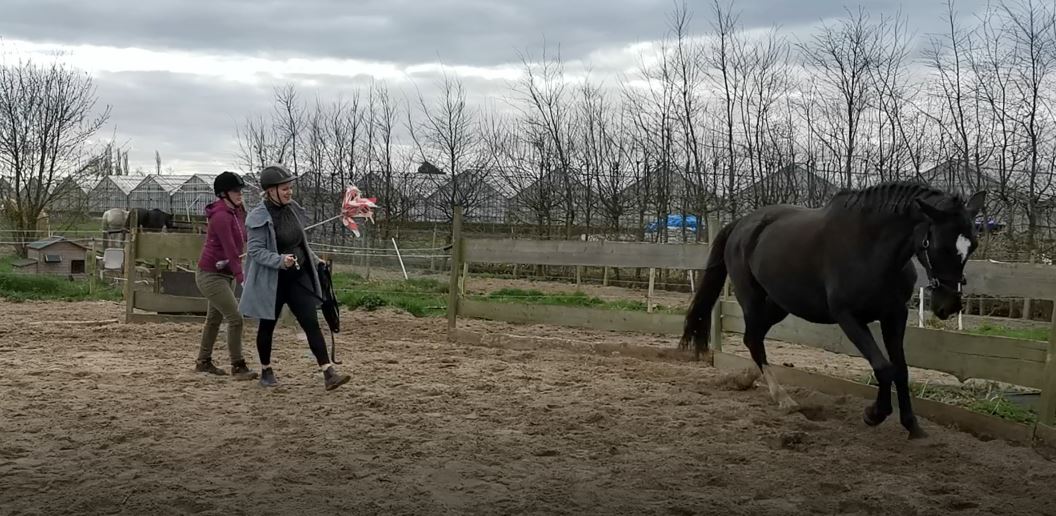 loswerken les met Whynni (dominant paard even voorwaarts maken)