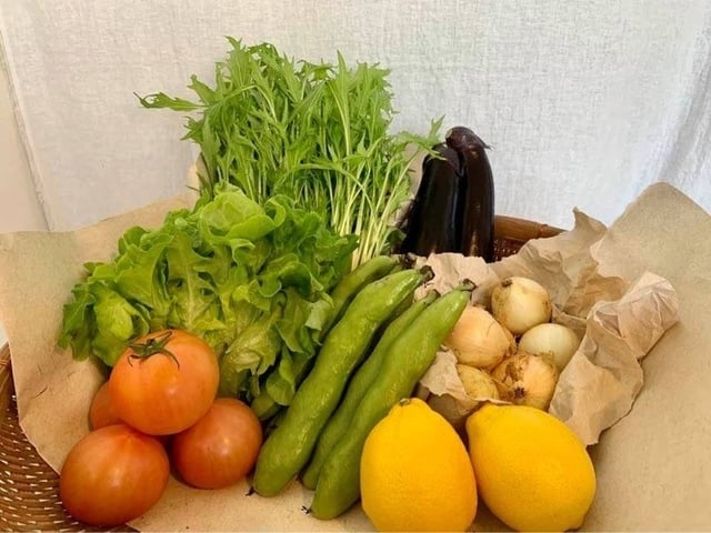 旬の熊本野菜セット