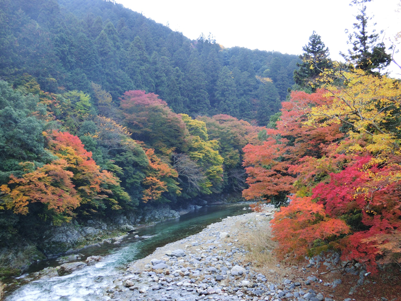 約30年前、四季の自然が豊かな東吉野に家族で移住しました。