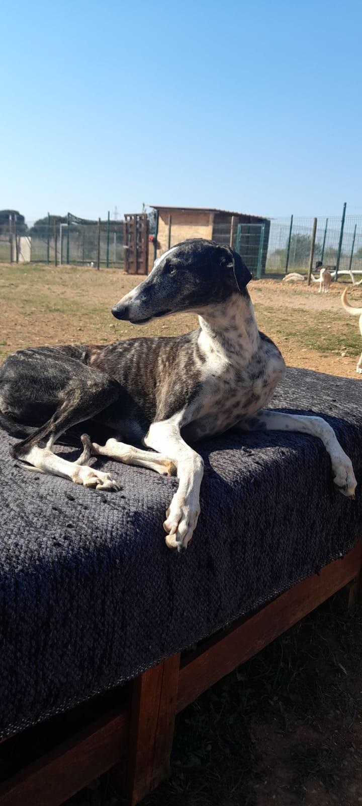 Hündinnen Hund sucht Mensch Hund Tiervermittlung Tiere suchen ein