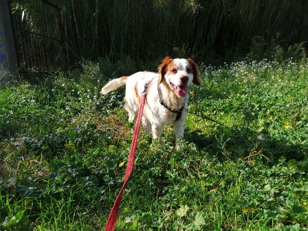 Hund Sucht Mensch