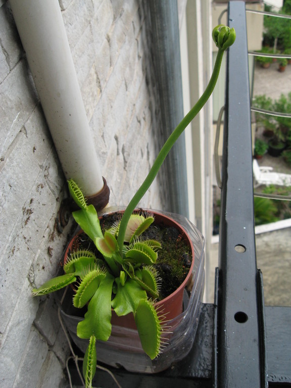 il fiore 28 giorni dopo