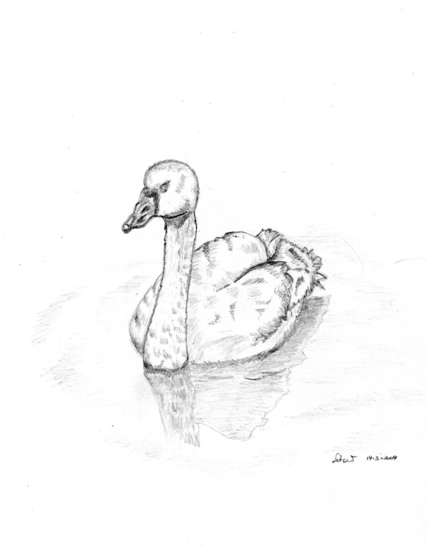 cigno - marzo 2009 (disegno a mano libera)