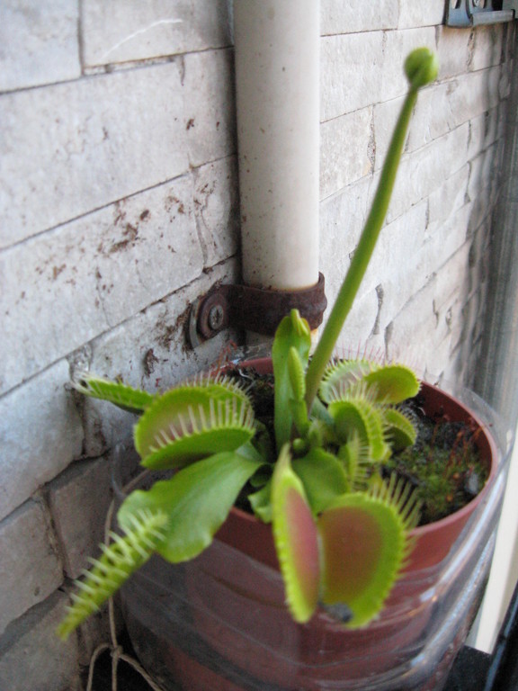 il fiore 20 giorni dopo