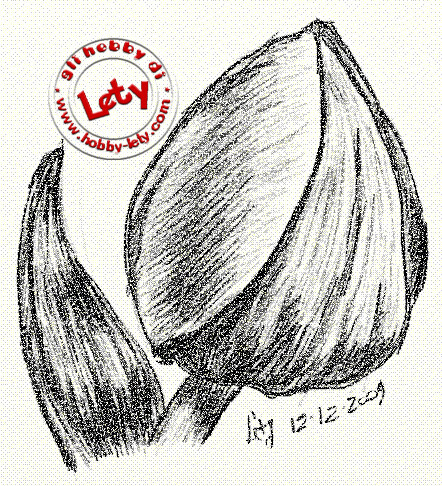 tulipano - dicembre 2009 (tavoletta grafica)