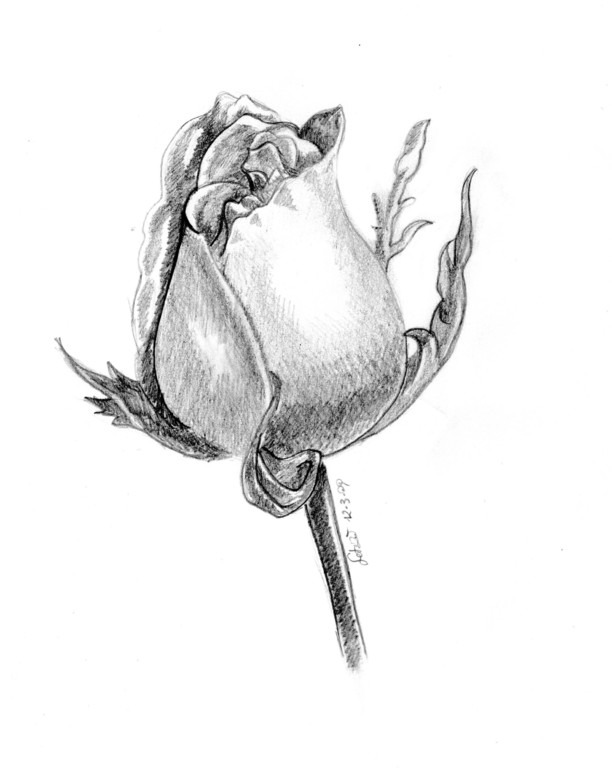 rosa - marzo 2009 (disegno a mano libera)