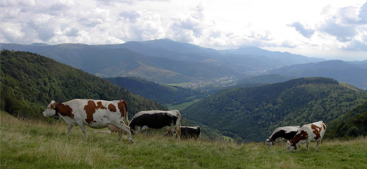 Chambres d'hôtes le Thalhorn