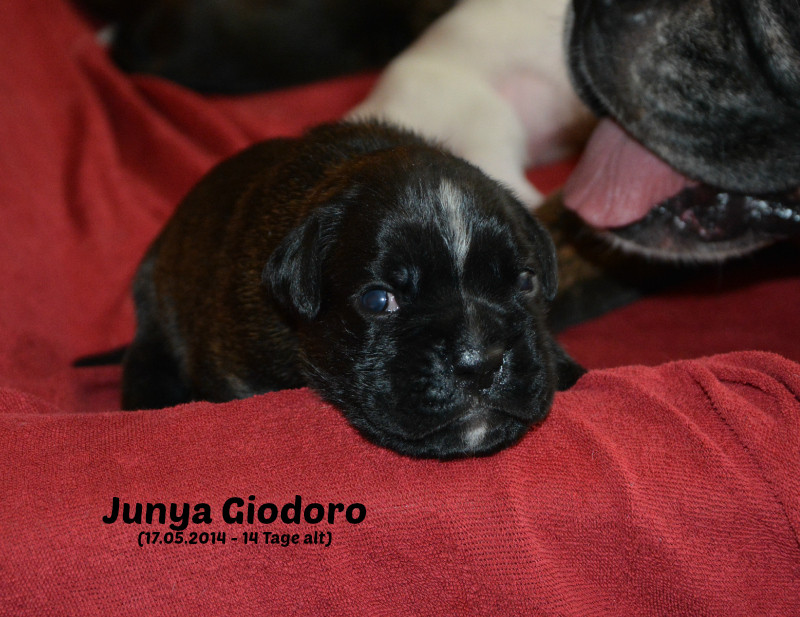 Junya Giodoro - 14 days old - reserved