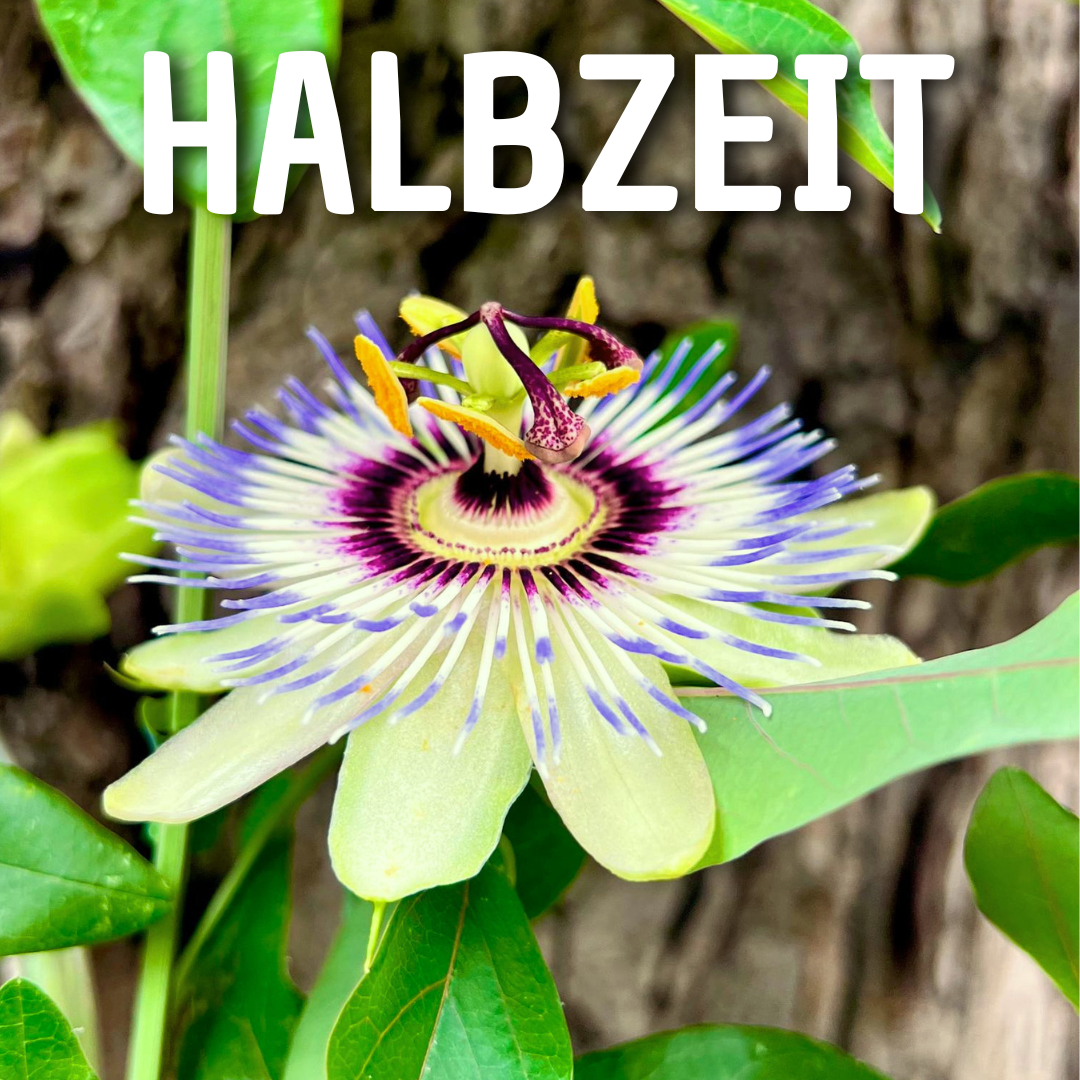 Halbzeit