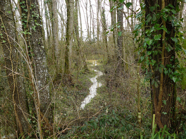 Le ruisseau de trop plein qui relie des deux mares - ©M. H. CINGAL 2010