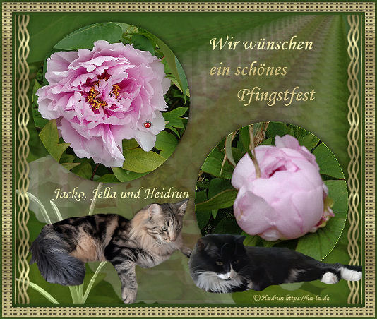 Pfingsten - burzel-und-schenkie-seites Webseite!