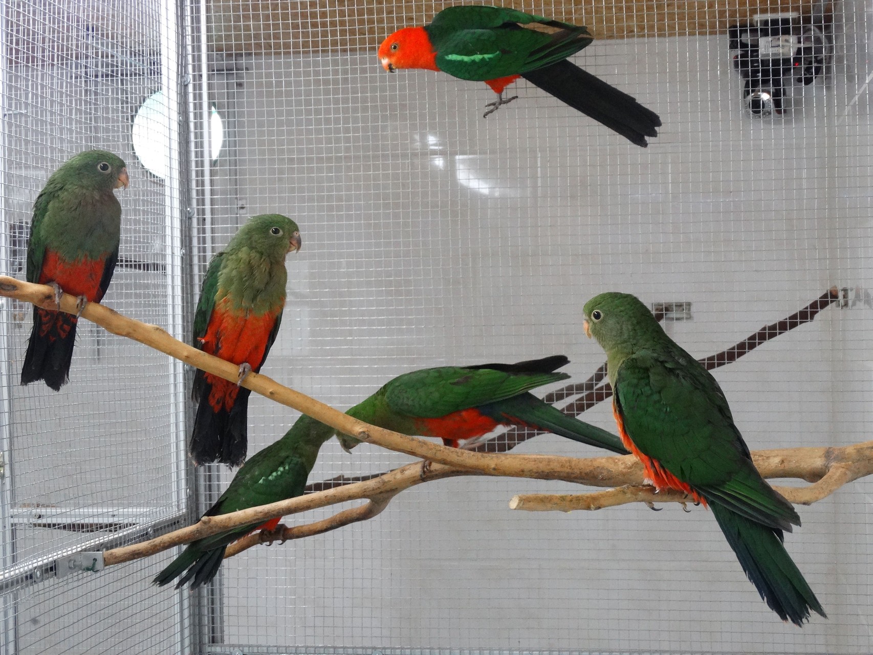 j-d-vogelliebhaber - vogelliebhaber-j-d.jimdo.com