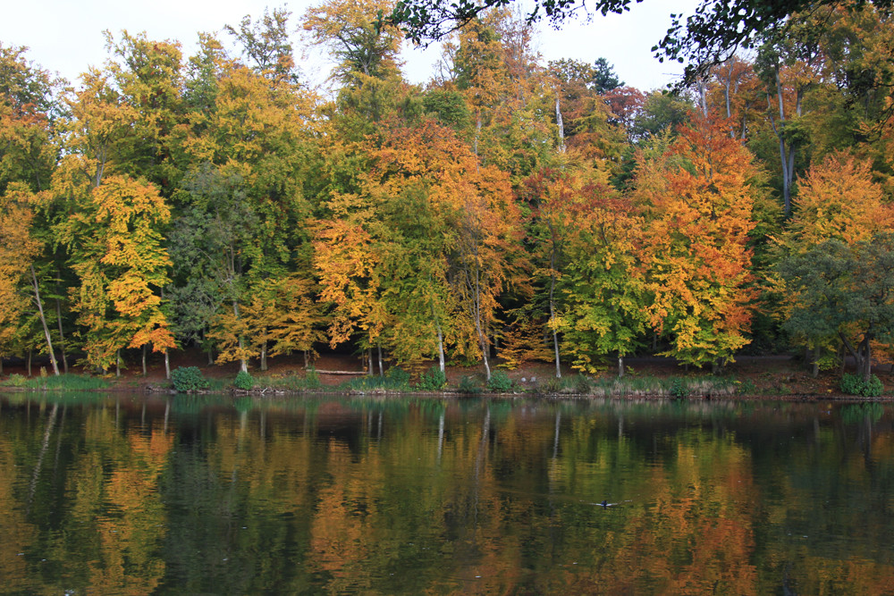Farbenprächtiger Herbstwald