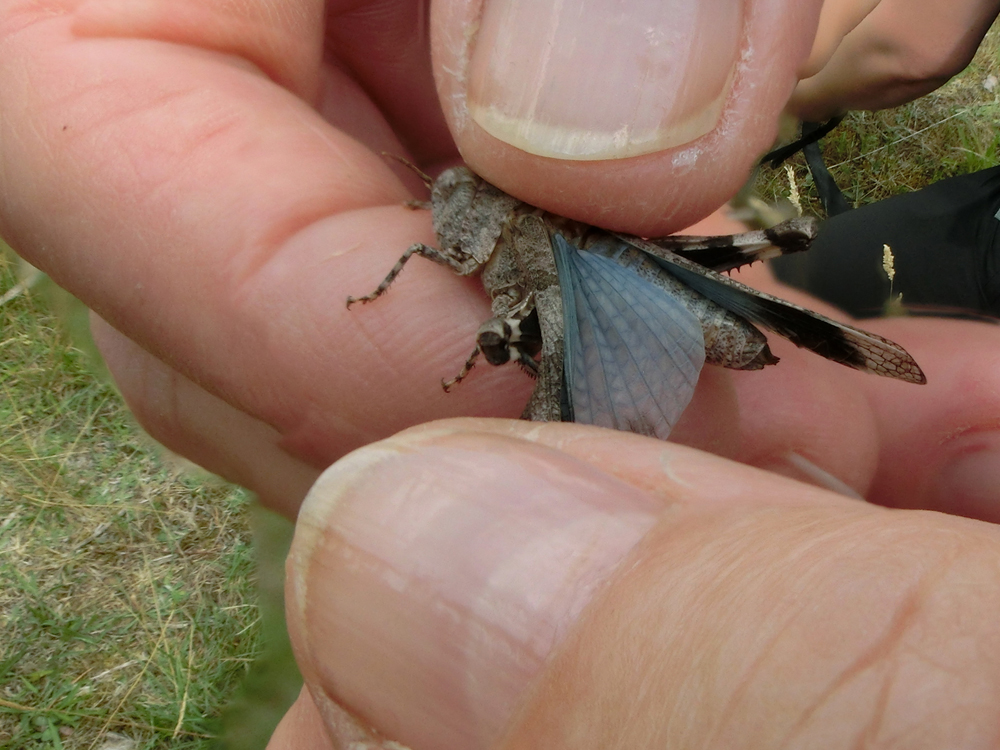 Blauflügelige Ödlandschrecke