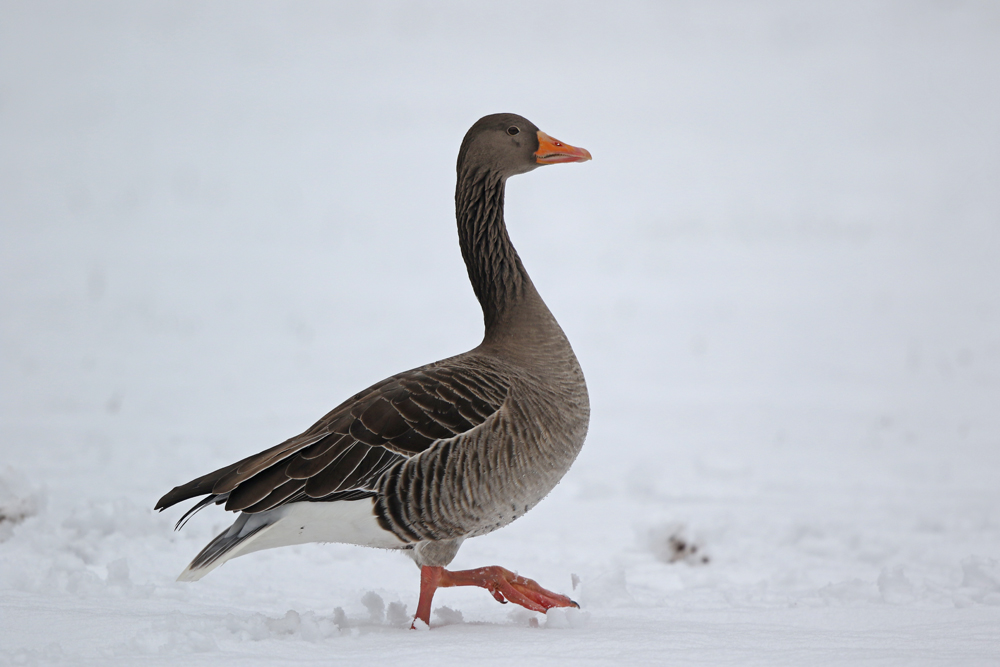 Graugans in elegantem Schritt auf dem Schnee