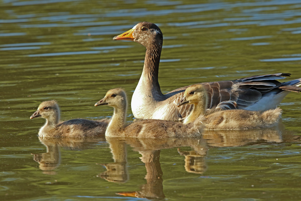 Graugansfamilie