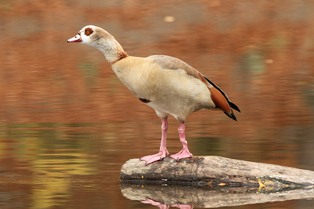 Aufmerksame Nilgans