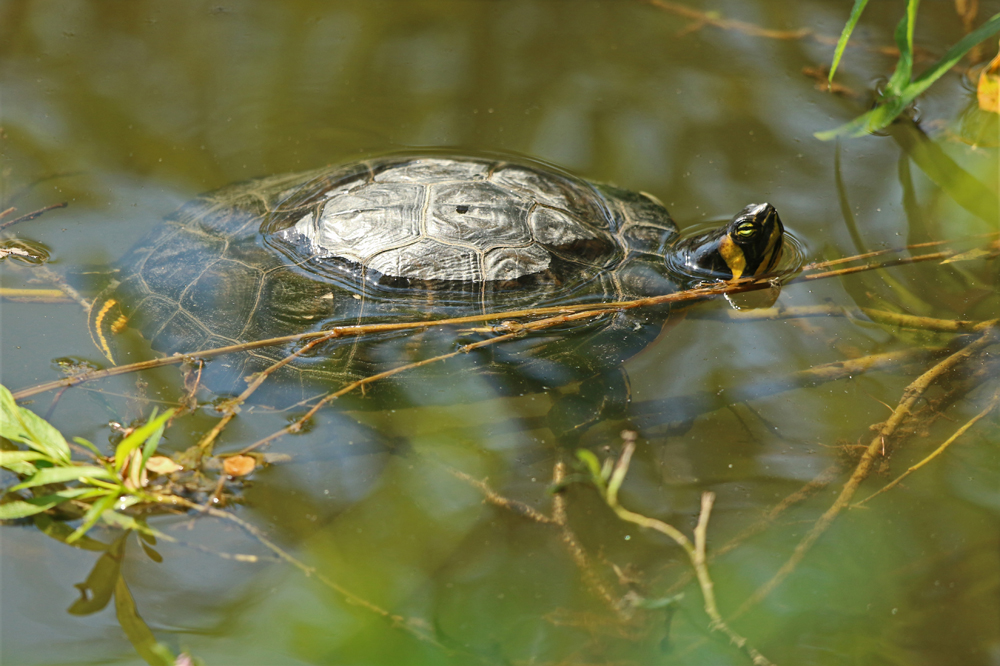 Im warmen Wasser gerne etwas versteckt