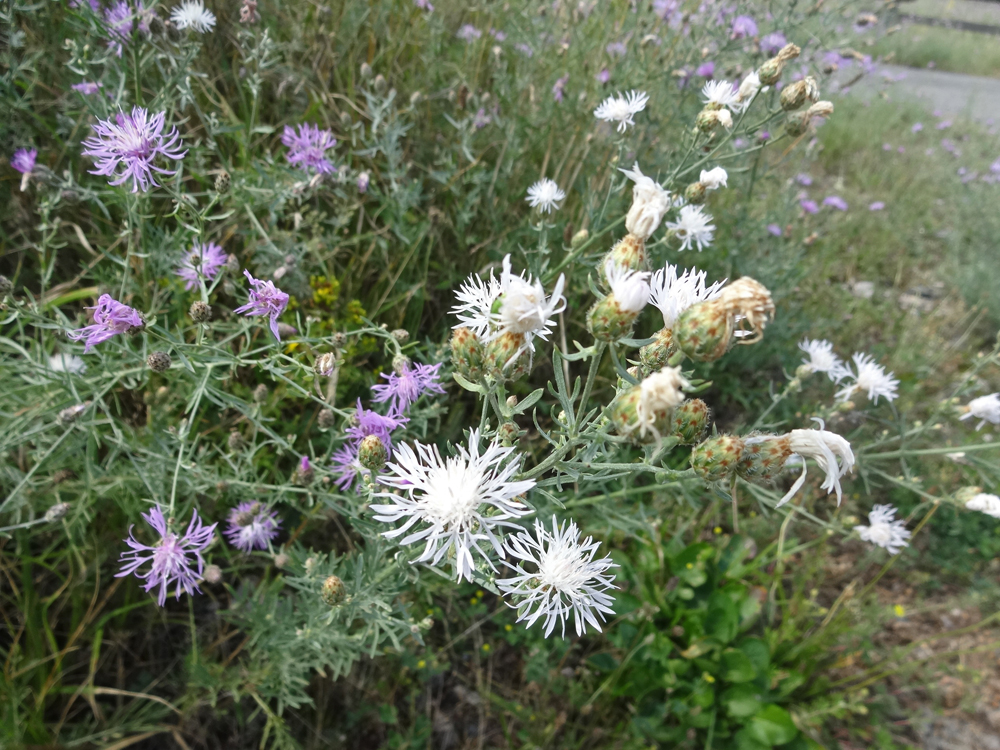 Weiße Rispen-Flockenblume