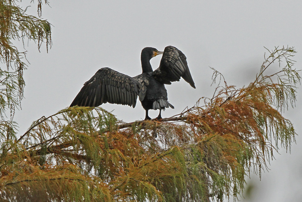 Pause zum Flügeltrocknen