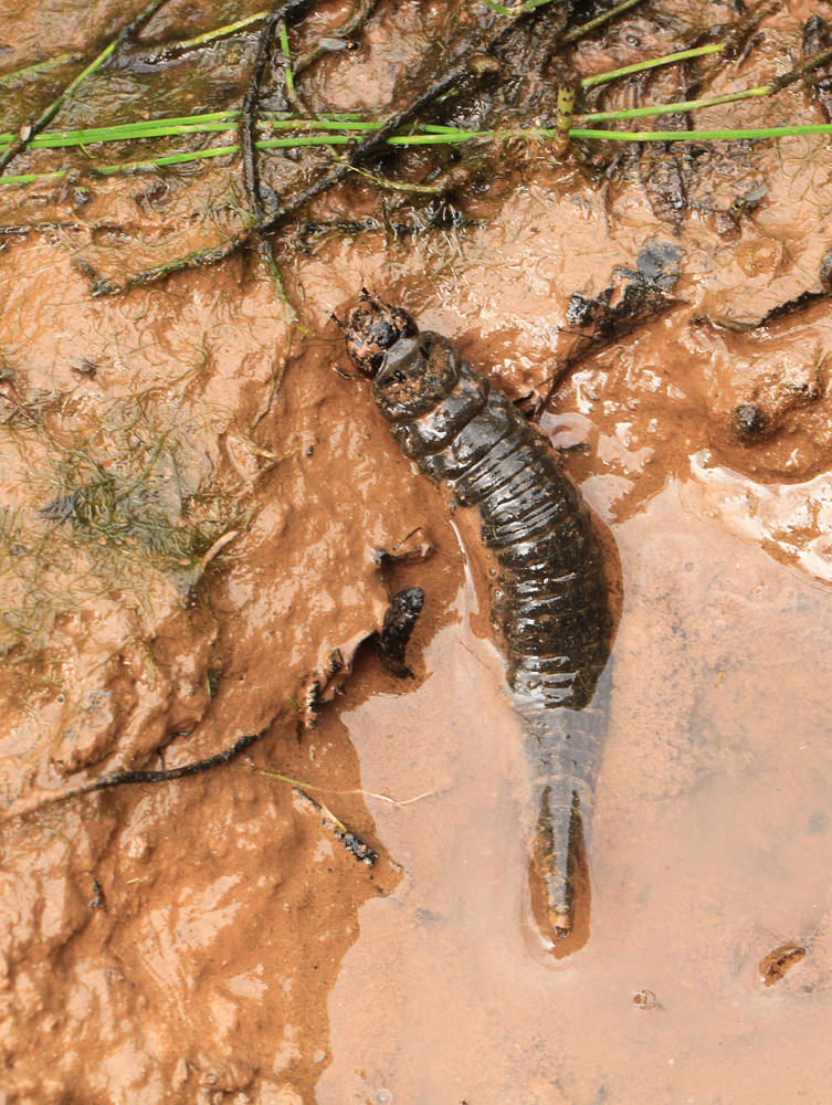 Larve des Großen Kolbenwasserkäfers im Ersatzgewässer