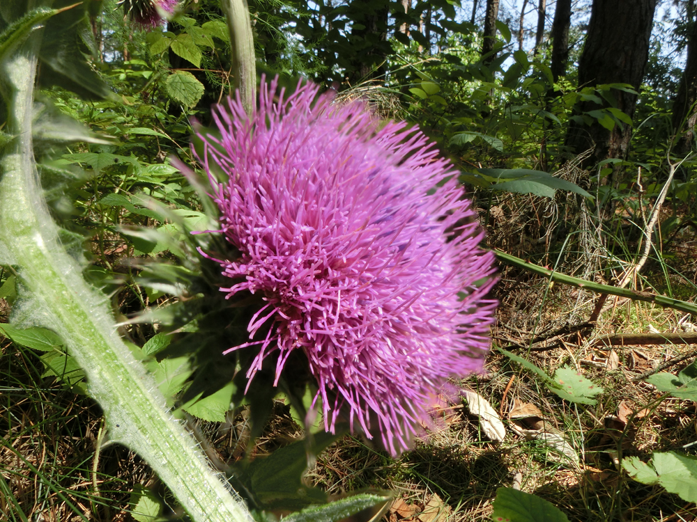 Nickende Distel