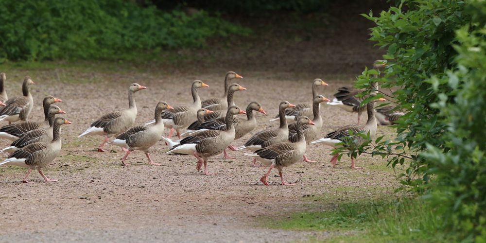 Strandspaziergänger in großer Gruppe