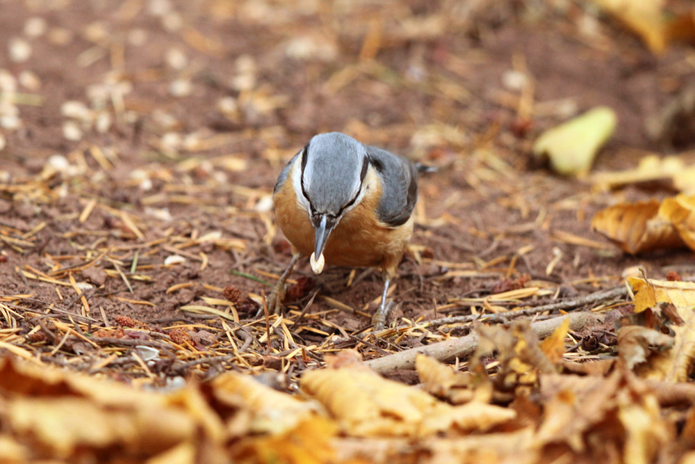 Kleiber findet Körner
