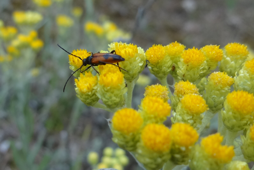 Zweibindiger Schmalbock auf der Sandstrohblume