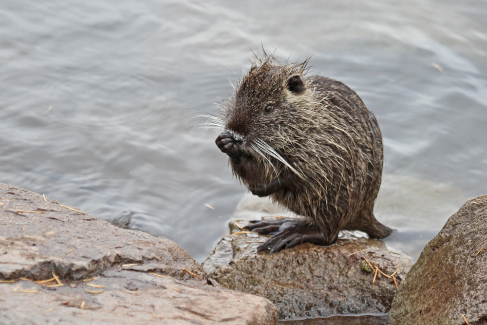 Fellpflege der Nutria