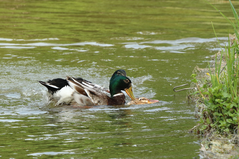 Wasserspiel? Wo ist das Weibchen?