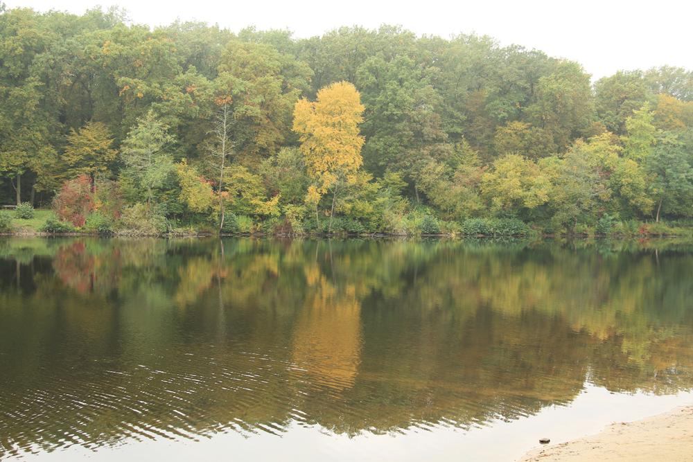 Herbststimmung für Amphibienwanderung