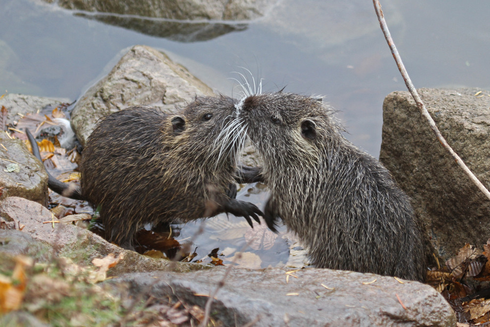 Streit unter Geschwistern