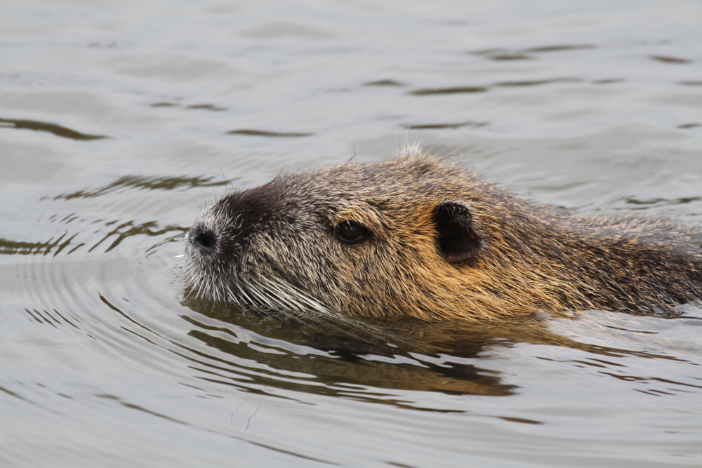 Erwachsene Nutria