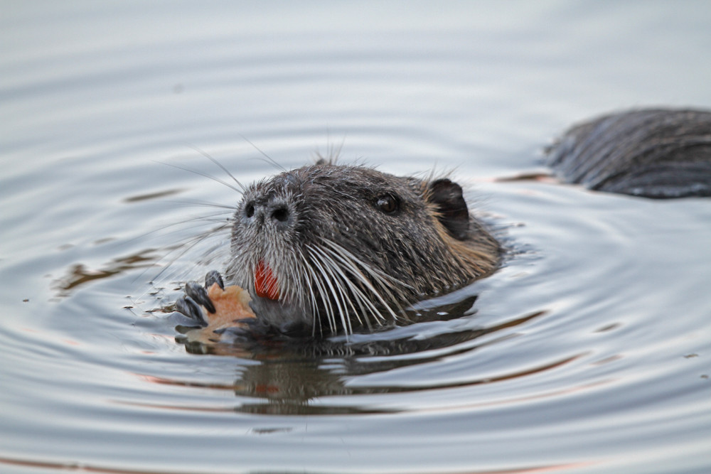 Abendessen der Nutria