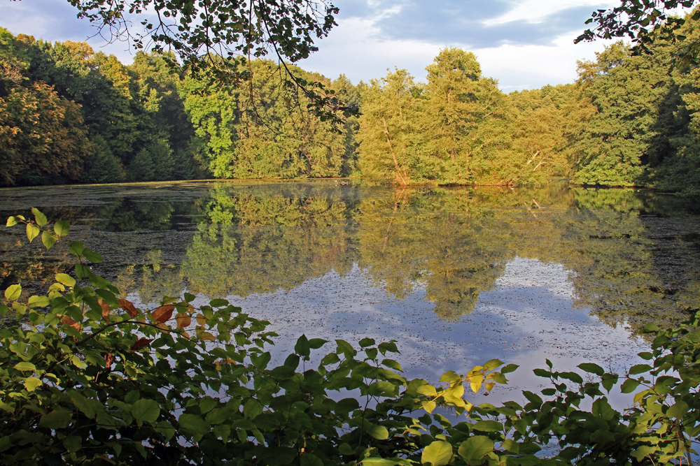 Backhausteich von Westen in der Abendsonne