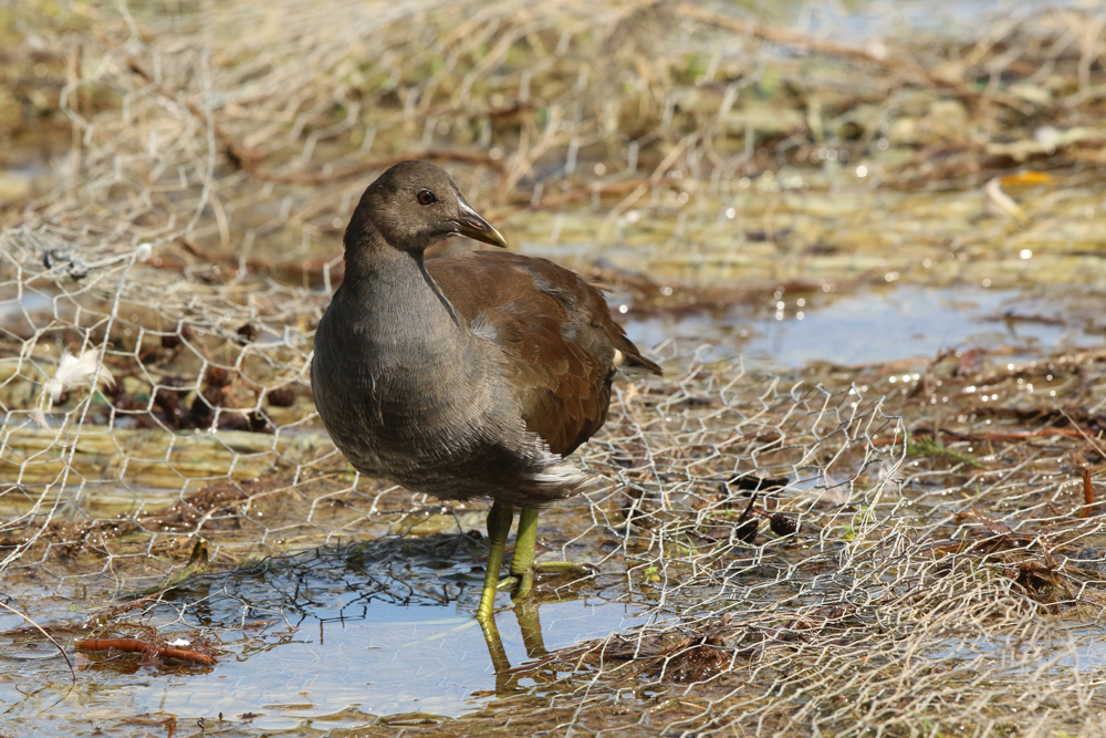 Teichhuhn im Watbereich