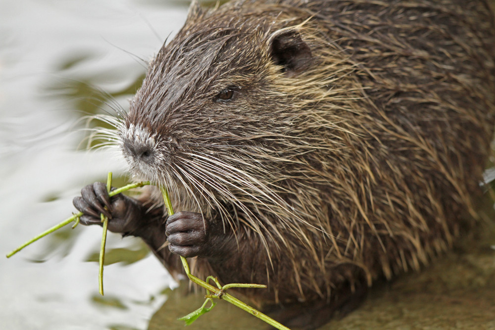 Nutrias sind Vegetarier