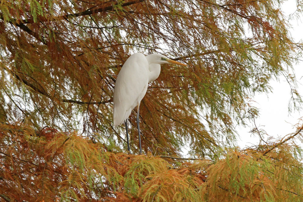 Silberreiher auf der Insel