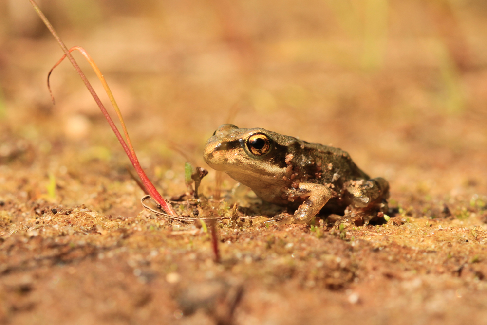 Junger Grasfrosch auf Wanderschaft