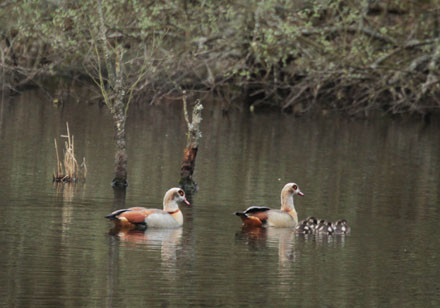 Nilgans