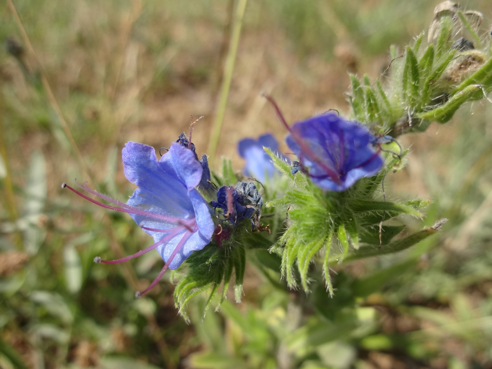 Natternkopfblüten