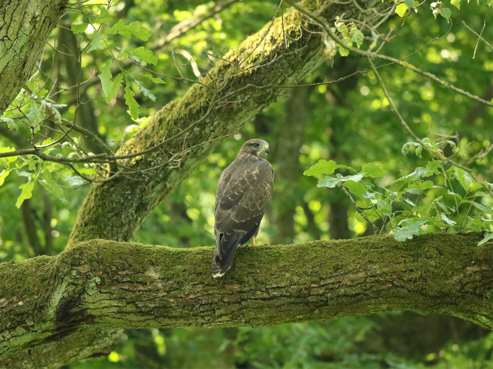 Mäusebussard am Weg um den Teich