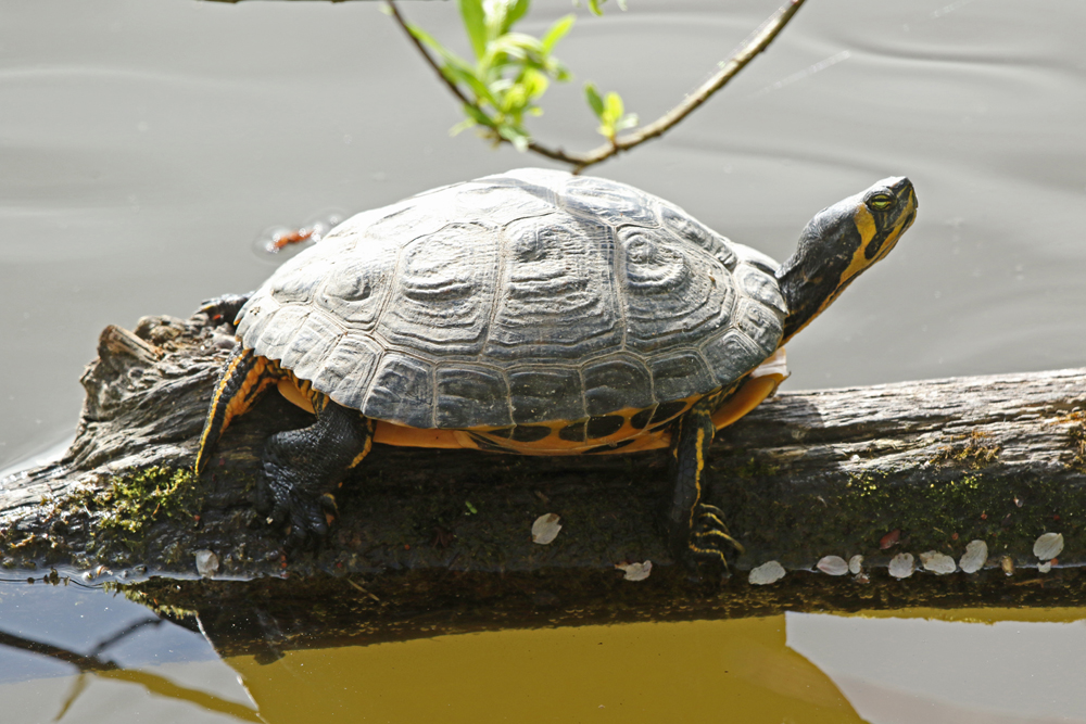 Erwachte Schmuckschildkröte am Nordufer